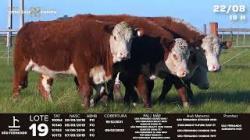 lote 19