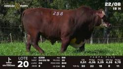 lote 20