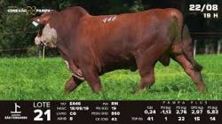 lote 21