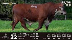 lote 22