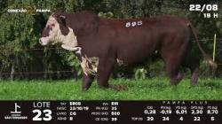 lote 23