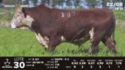 lote 30 -  TAT S137