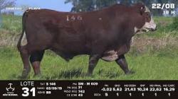 lote 31 - TAT S146