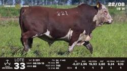 lote 33 - TAT S221
