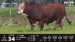 lote 34 - TAT S285