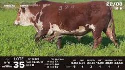 lote 35 - TAT S325