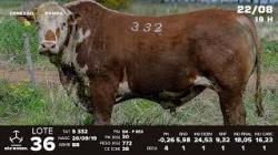 lote 36 - TAT S332