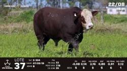 lote 37 - TAT S304