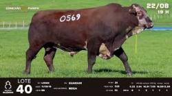 lote 40 - TAT U0569