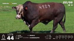 lote 44 - TAT U4129