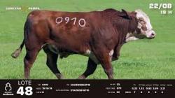lote 48 - TAT U0910