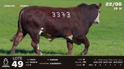 lote 49 - TAT U3373