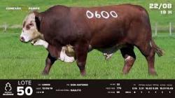 lote 50 - TAT U0600