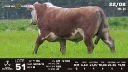 lote 51 - TAT T176