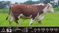 lote 52 - TAT T124