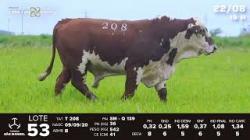 lote 53 - TAT T208