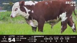 lote 54 - TAT T87
