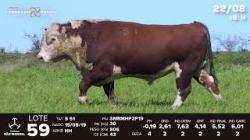 lote 59 - TAT S51