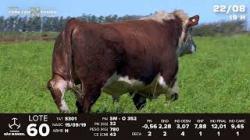 lote 60 - TAT S301