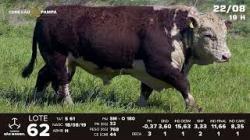 lote 62 - TAT S61