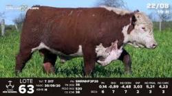 lote 63 - TAT T317