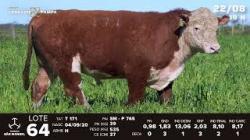 lote 64 - TAT 171