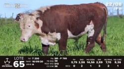lote 54 - TAT T200