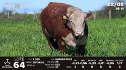 lote 64 - TAT T203