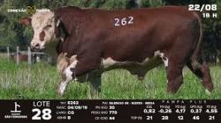 lote 28 - TAT E262
