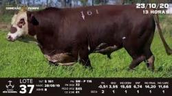 lote 37 - TAT S161