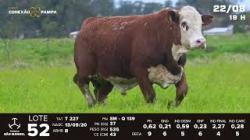 lote 52 - TAT T227