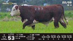 lote 53 - TAT T253