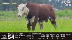 lote 54 - TAT T337