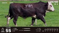 lote 55 - TAT V3181