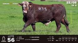 lote 56 - TAT V475