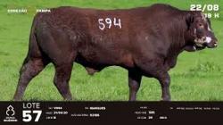 lote 57 - TAT V594