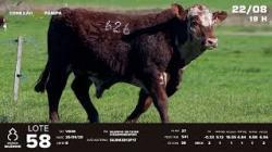 lote 58 - TAT V626
