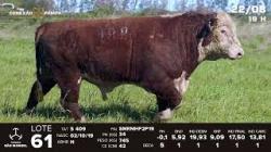 lote 61 - TAT S409