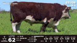 lote 62 - TAT S41