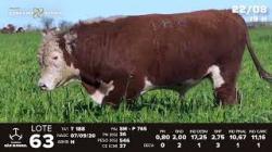 lote 63 - TAT T188