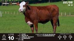 lote 10