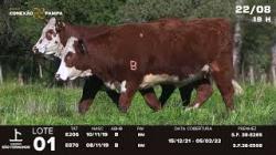 lote 01