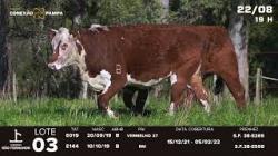 lote 03