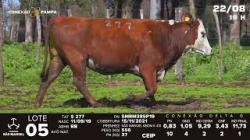 lote 05