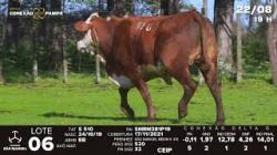 lote 06