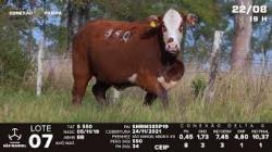 lote 07