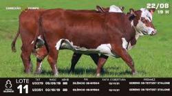 lote 11
