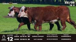 lote 12