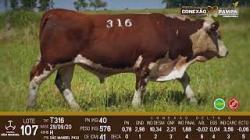 lote 107 - Hereford 2a