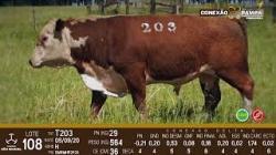 lote 108 - Hereford 2a